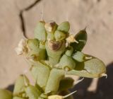 Image of taxon representative. Author is Татьяна Мальчинская