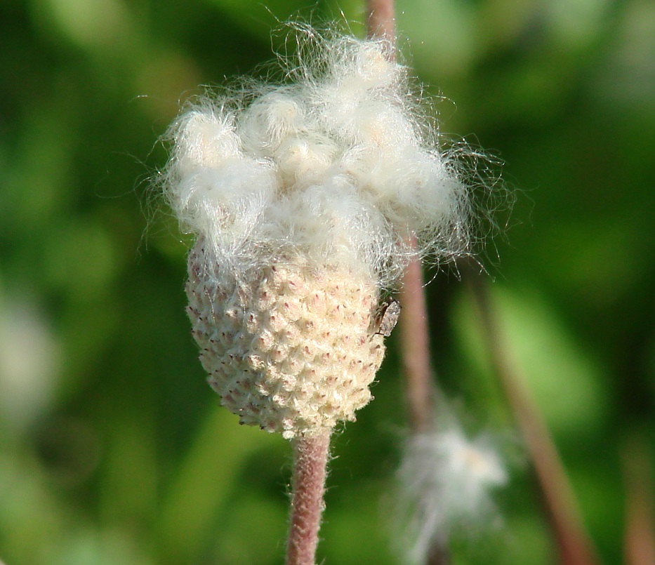 Image of Anemone sylvestris specimen.