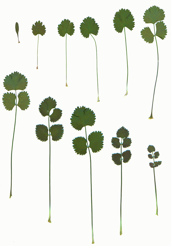 Image of Pimpinella anisum specimen.