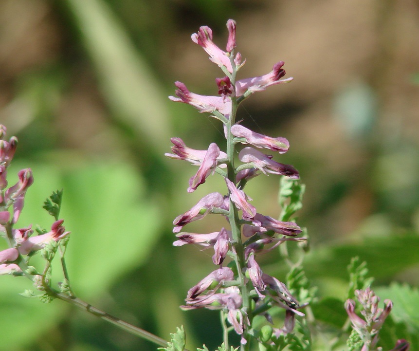 Изображение особи Fumaria officinalis.