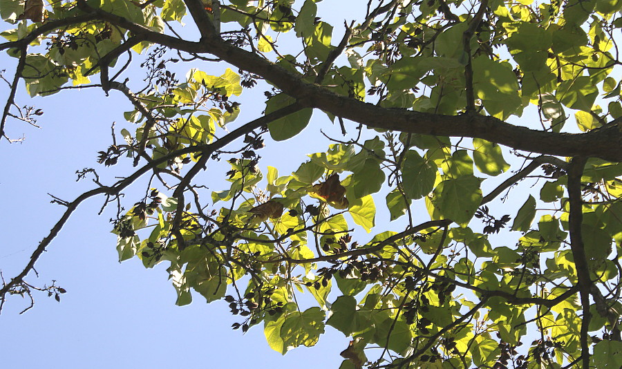 Изображение особи Paulownia fargesii.