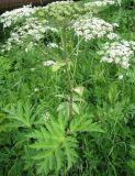 Heracleum dissectum. Цветущее растение. Томская обл., окр. г. Томск, лесной луг. 02.07.2009.