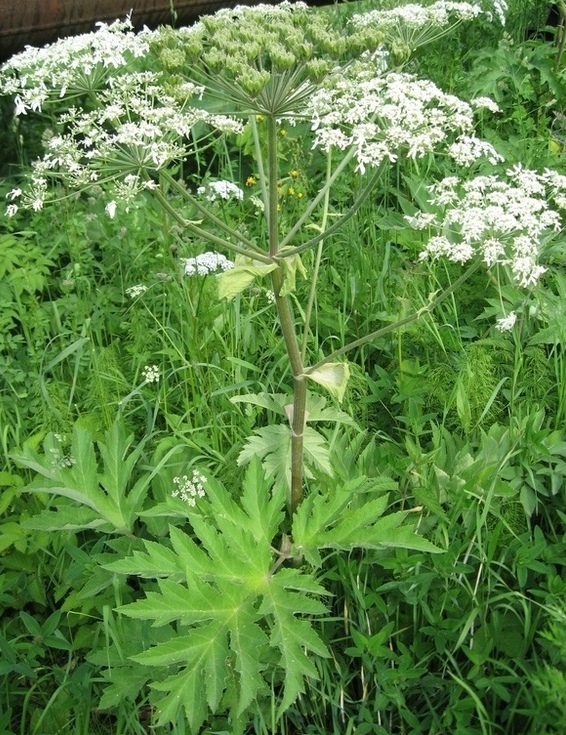 Изображение особи Heracleum dissectum.