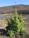 Urtica dioica. Вегетирующее растение на берегу водоёма. Краснодарский край, Крымский р-н, Неберджаевское вдхр. 24.11.2013.