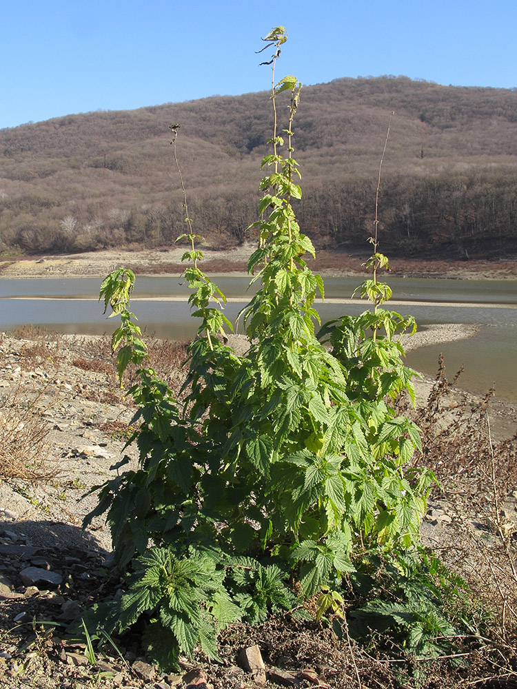 Изображение особи Urtica dioica.