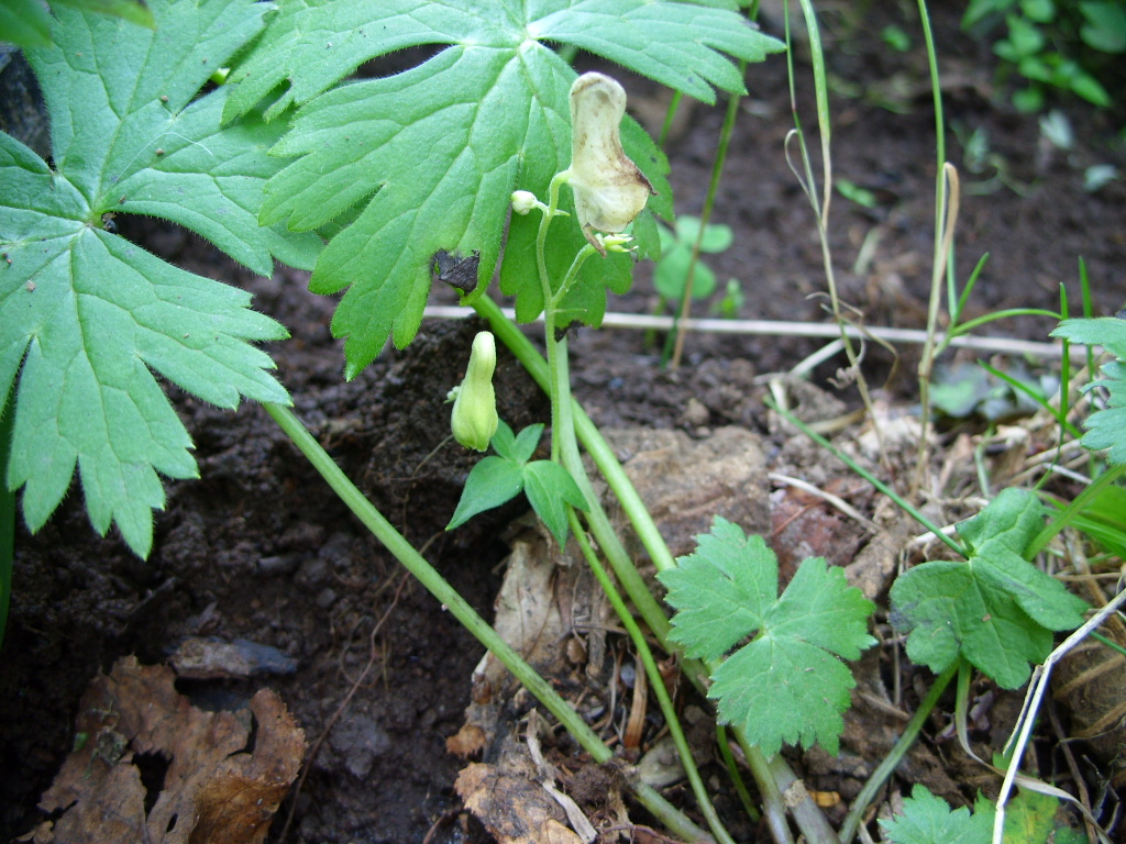 Image of Aconitum ajanense specimen.