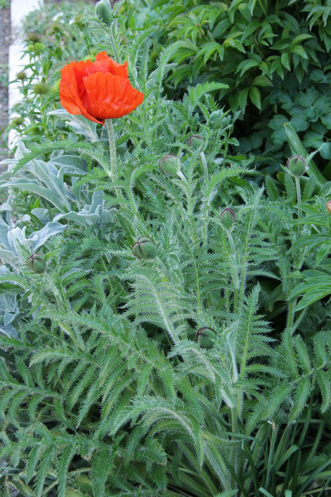 Изображение особи Papaver setiferum.