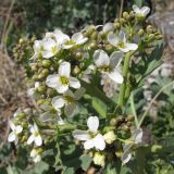 Crambe maritima. Часть соцветия. Краснодарский край, г. Новороссийск, морской берег, на галечном пляже. 06.04.2014.