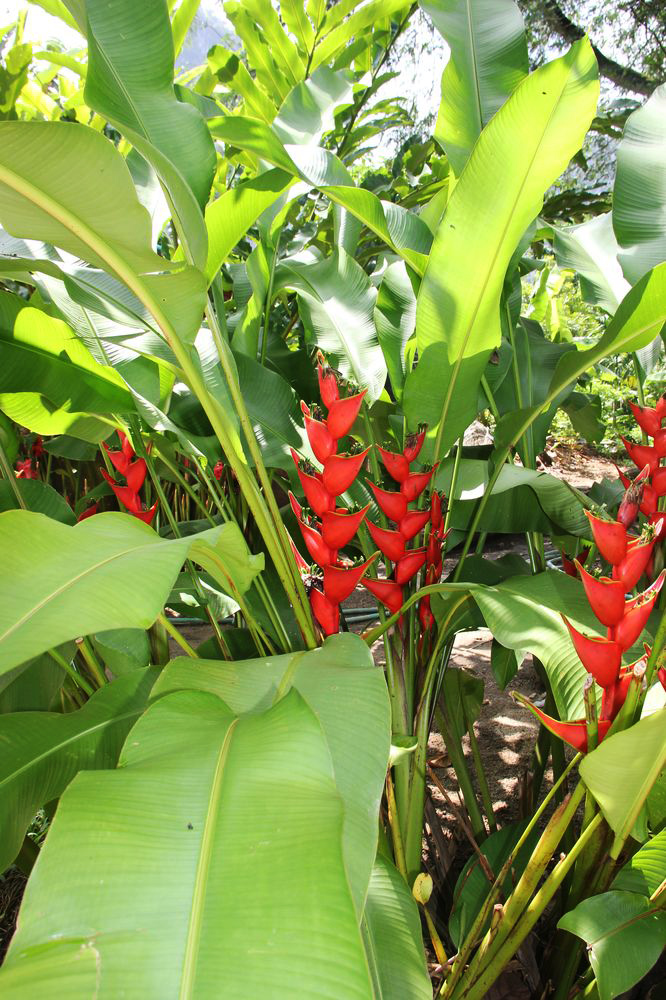 Image of Heliconia stricta specimen.