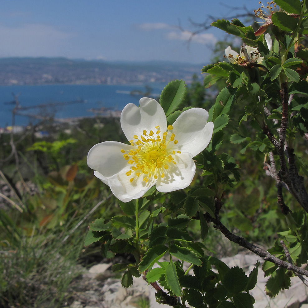 Изображение особи Rosa spinosissima.