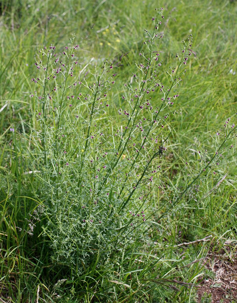 Image of Scrophularia bicolor specimen.