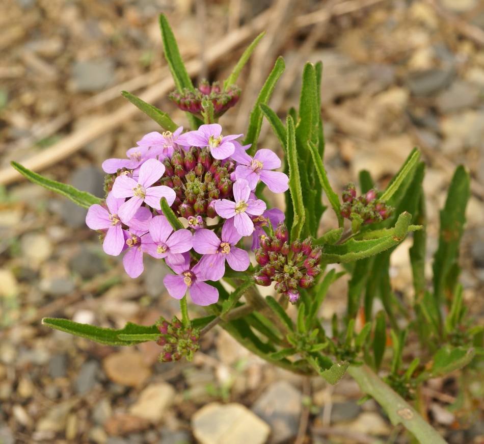 Image of Dontostemon dentatus specimen.