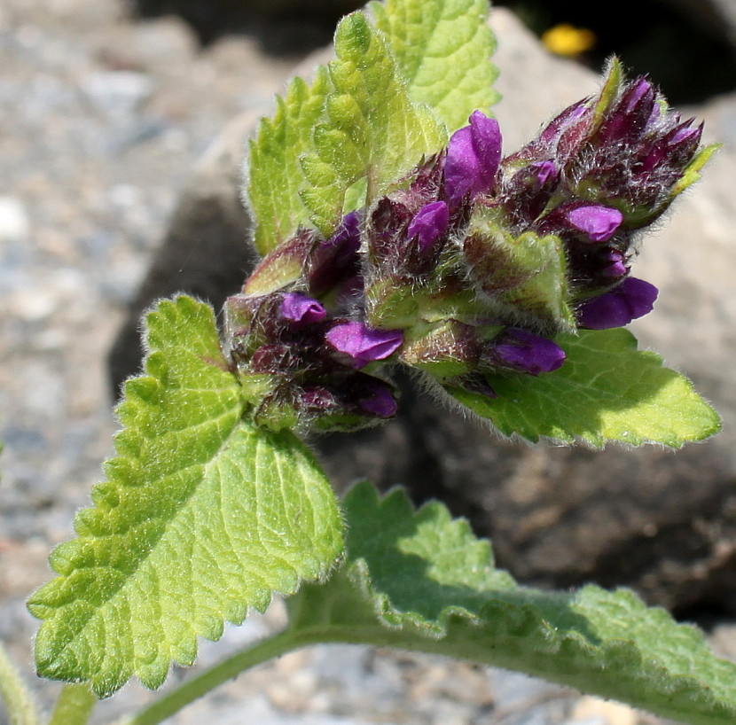 Image of Betonica macrantha specimen.