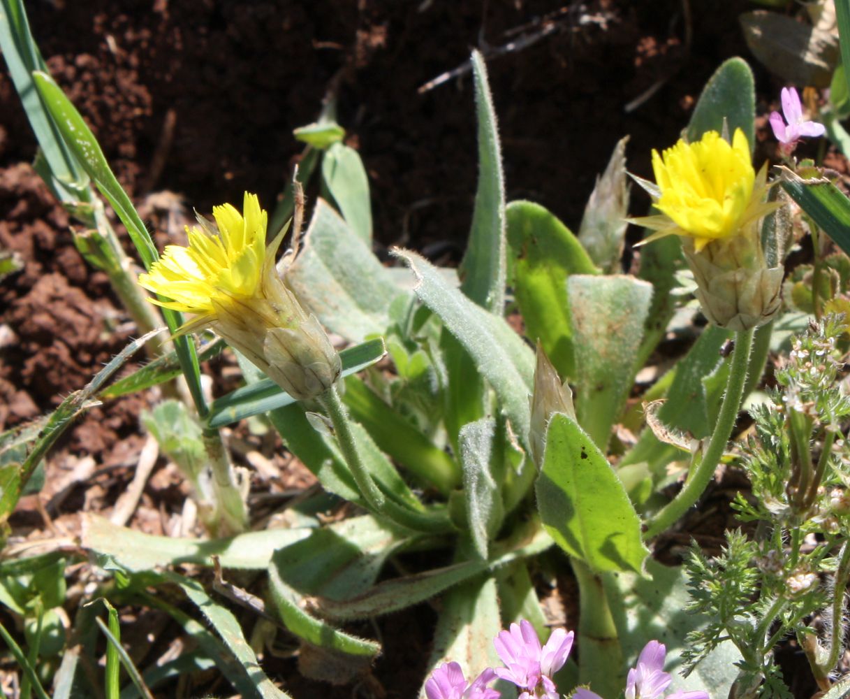 Image of Catananche lutea specimen.