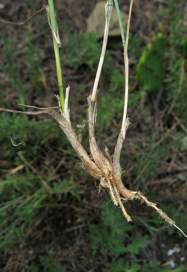 Изображение особи Agropyron pinifolium.