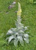 Verbascum eriophorum