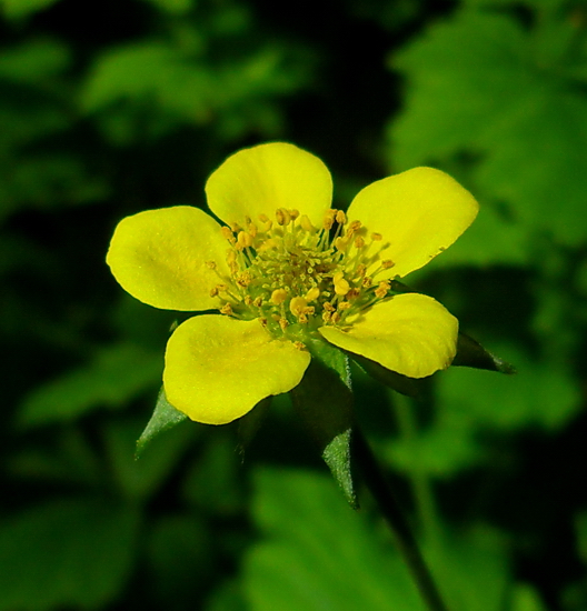 Изображение особи Geum urbanum.