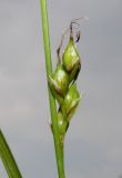 Carex depauperata