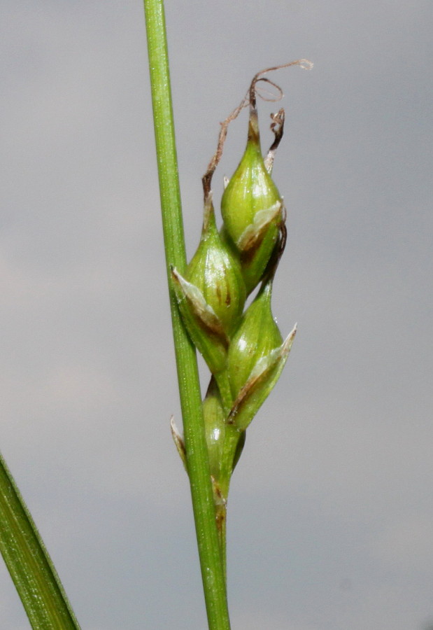 Image of Carex depauperata specimen.