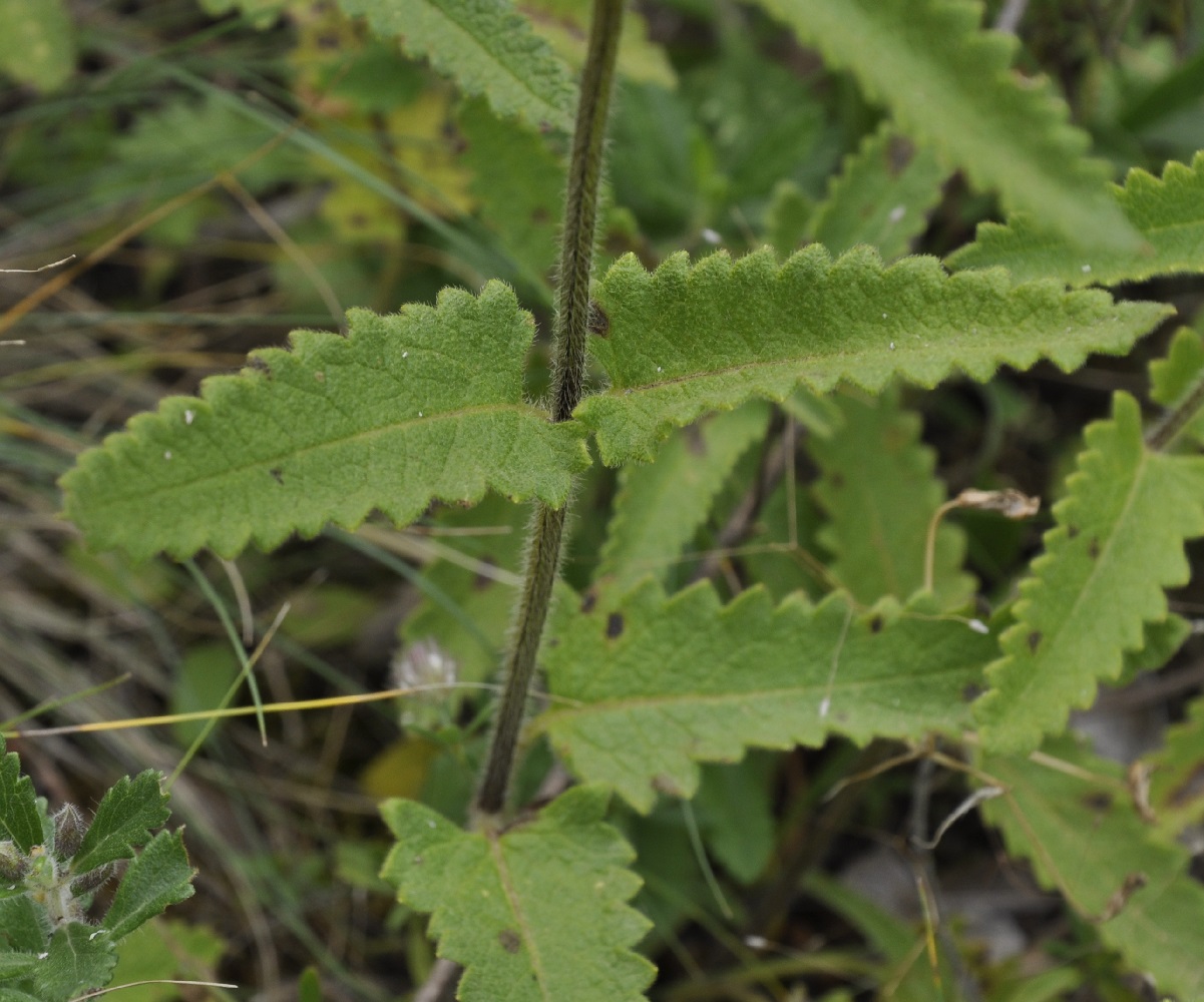 Image of Betonica scardica specimen.