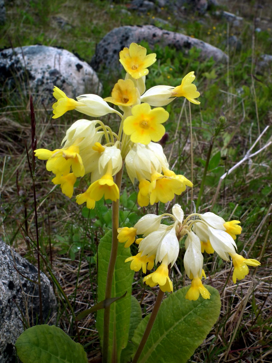 Image of Primula macrocalyx specimen.
