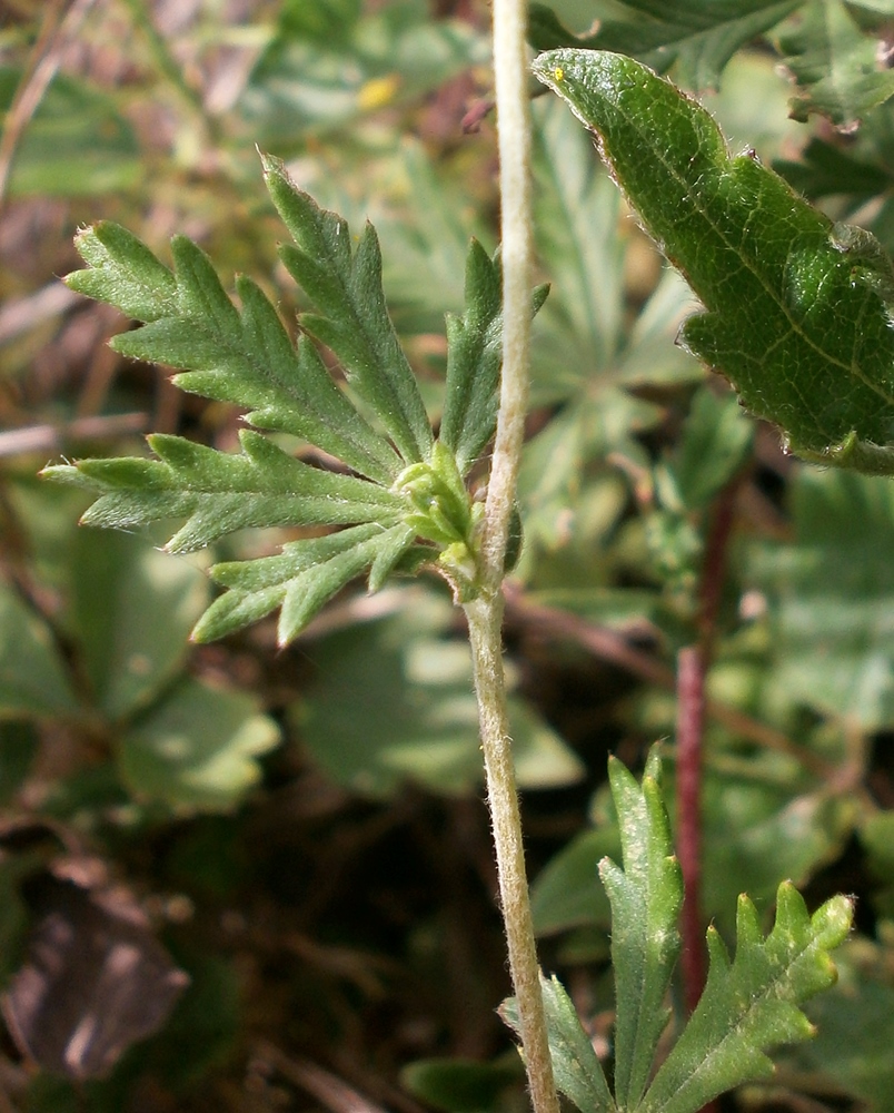 Изображение особи Potentilla impolita.