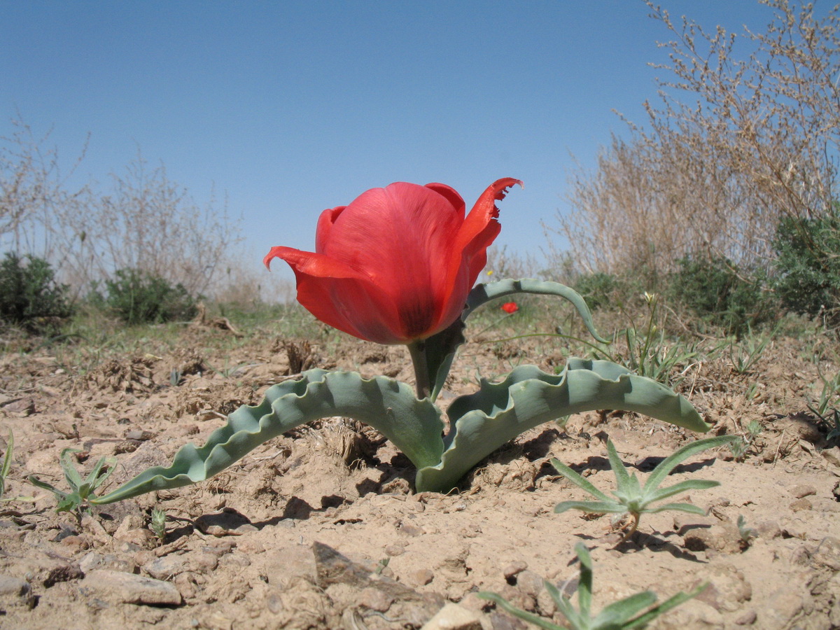 Image of Tulipa alberti specimen.
