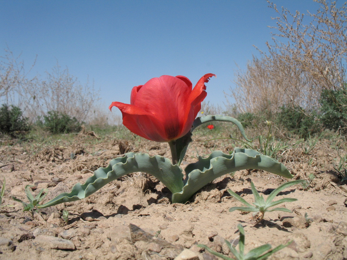 Изображение особи Tulipa alberti.