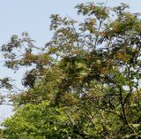 Sorbus koehneana