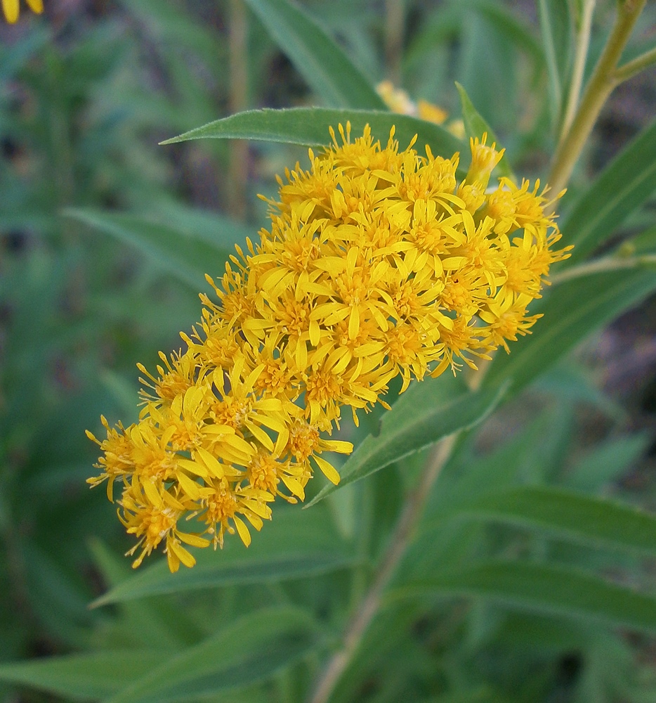 Изображение особи Solidago gigantea.