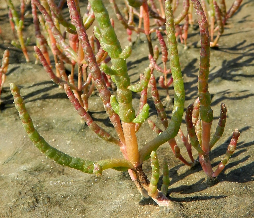 Изображение особи род Salicornia.