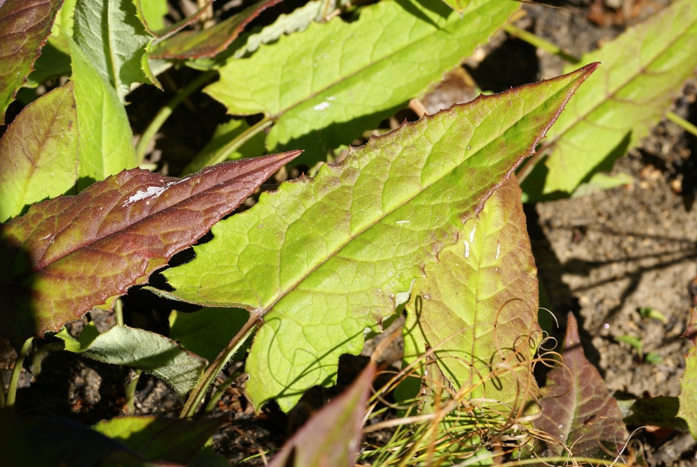 Изображение особи Saussurea recurvata.