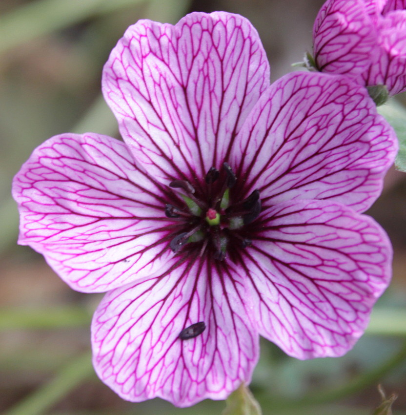 Изображение особи Geranium cinereum.