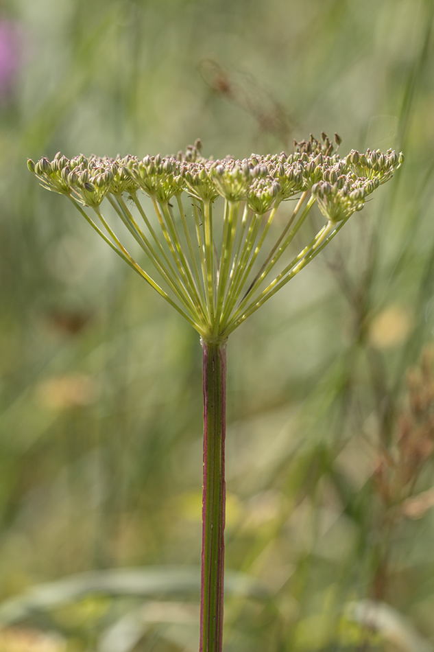 Image of Macrosciadium alatum specimen.