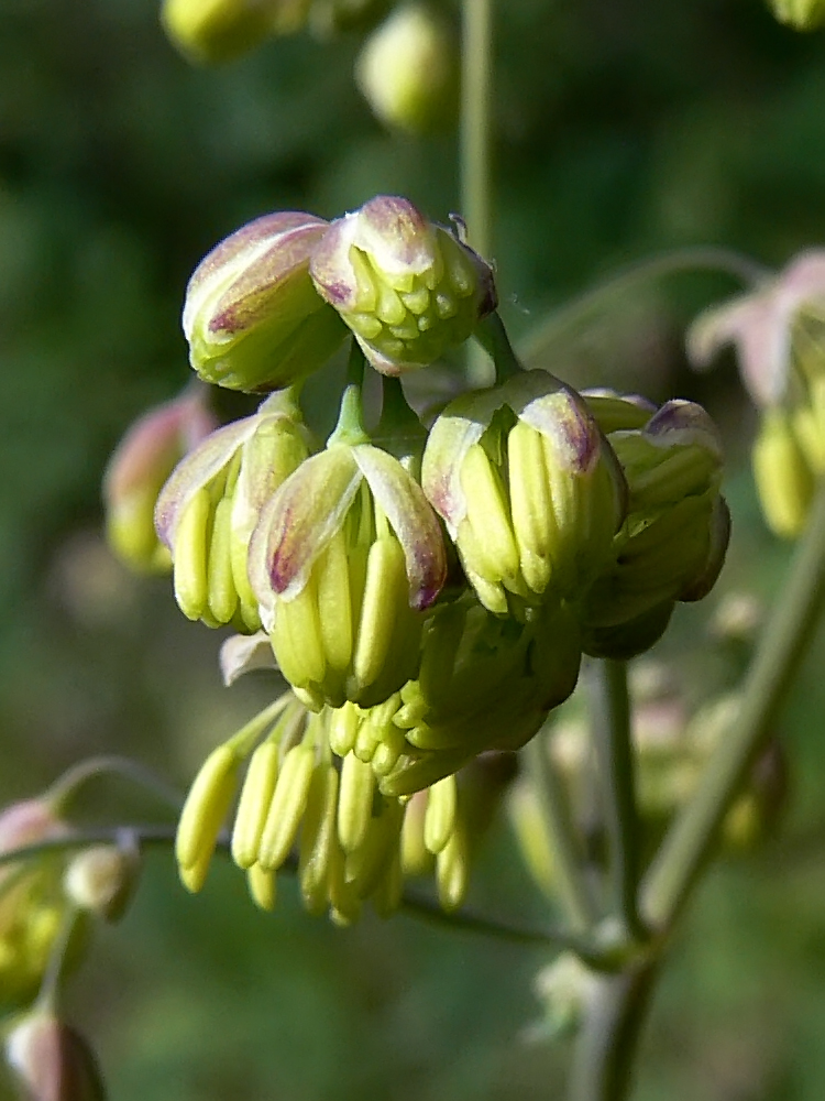 Image of Thalictrum minus specimen.
