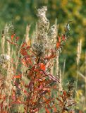 Chamaenerion angustifolium