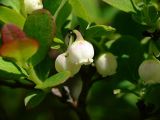 Vaccinium uliginosum. Побег с цветками. Камчатский край.