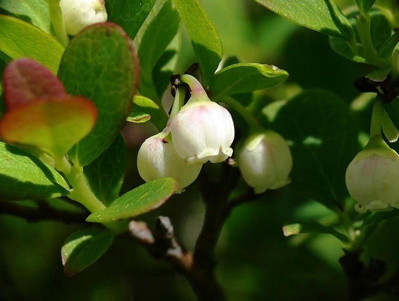 Image of Vaccinium uliginosum specimen.