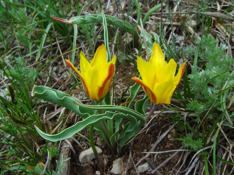 Image of Tulipa tetraphylla specimen.