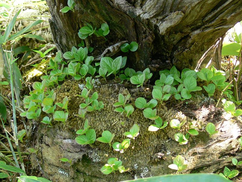 Image of Vaccinium praestans specimen.