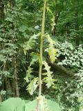 Sonchus arvensis