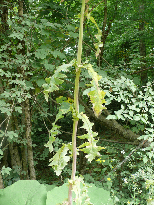 Изображение особи Sonchus arvensis.