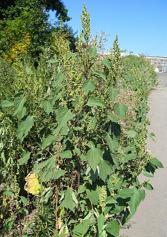 Image of Cyclachaena xanthiifolia specimen.