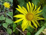 Doronicum orientale