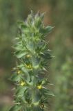 Sideritis montana