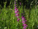 Gladiolus imbricatus