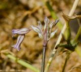 Allium desertorum