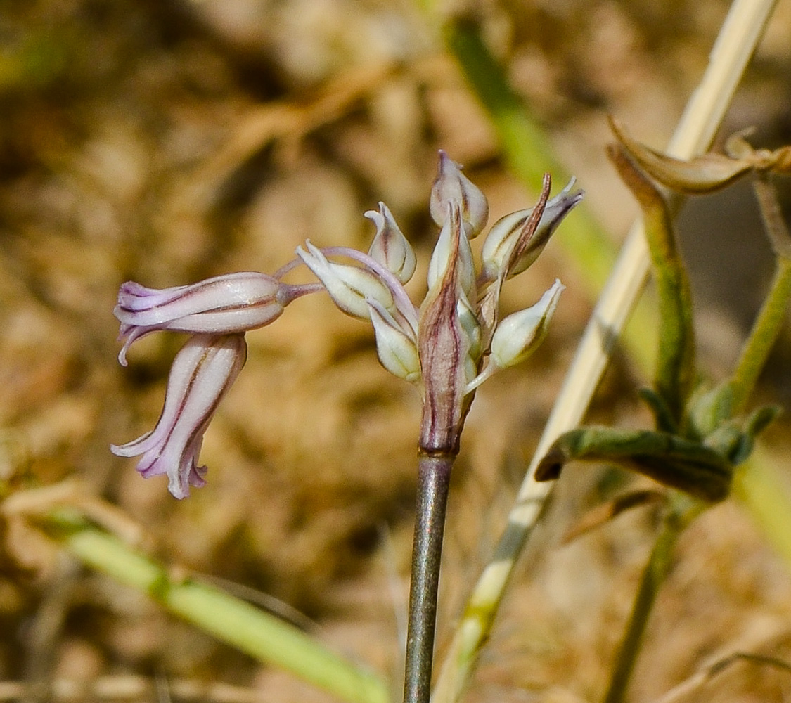 Изображение особи Allium desertorum.