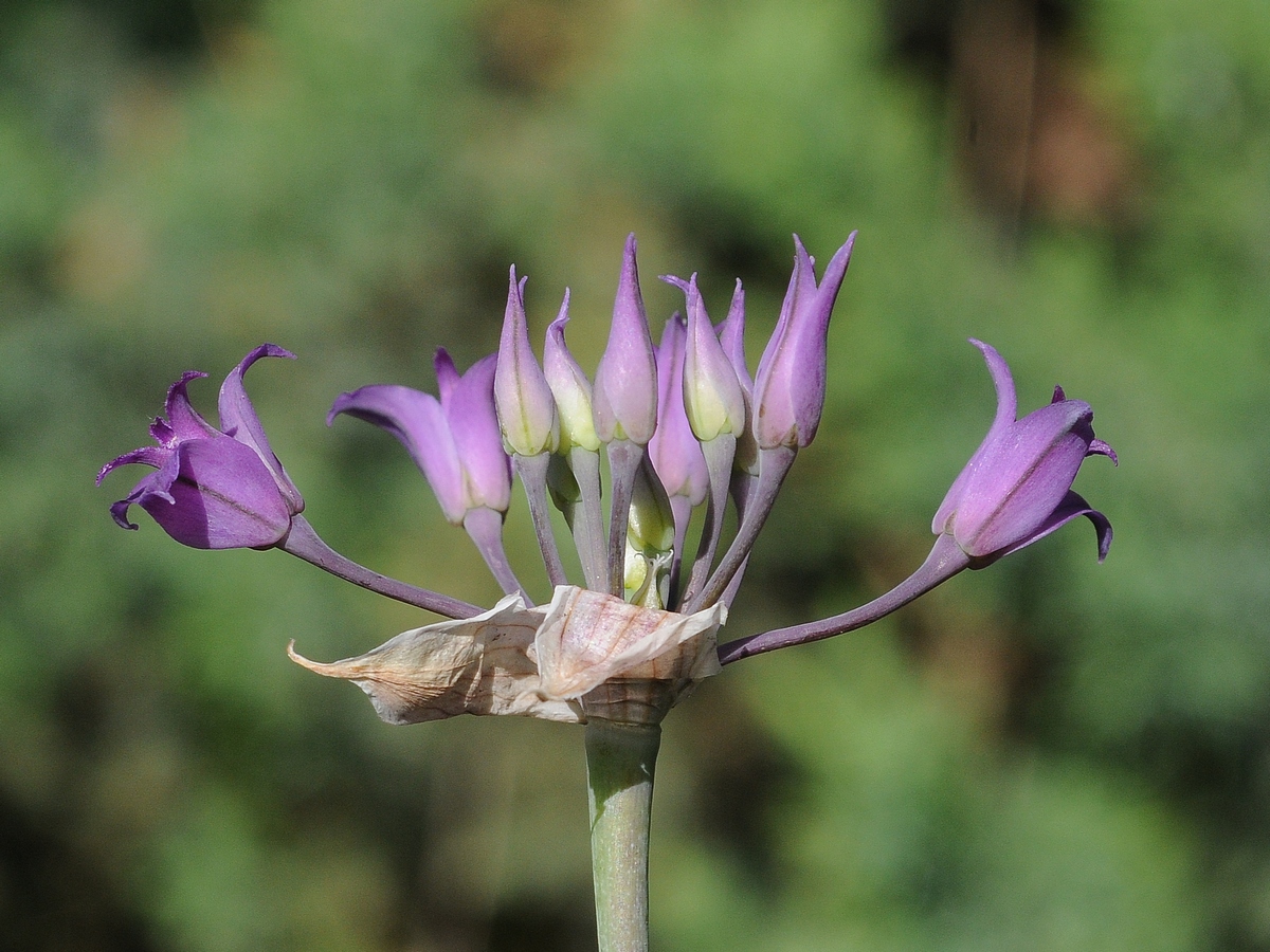 Изображение особи Allium acuminatum.
