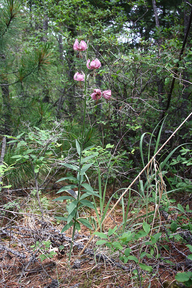 Image of Lilium pilosiusculum specimen.